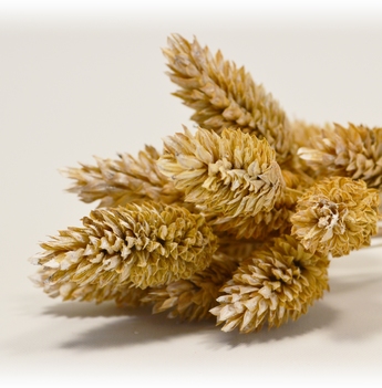 Dried Phalaris Frosted white Bunch