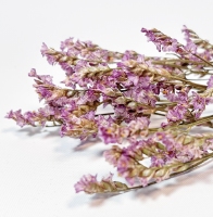 Limonium Diamond Lila Bunch