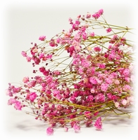 Dried Gyps Pink Extra Bunch